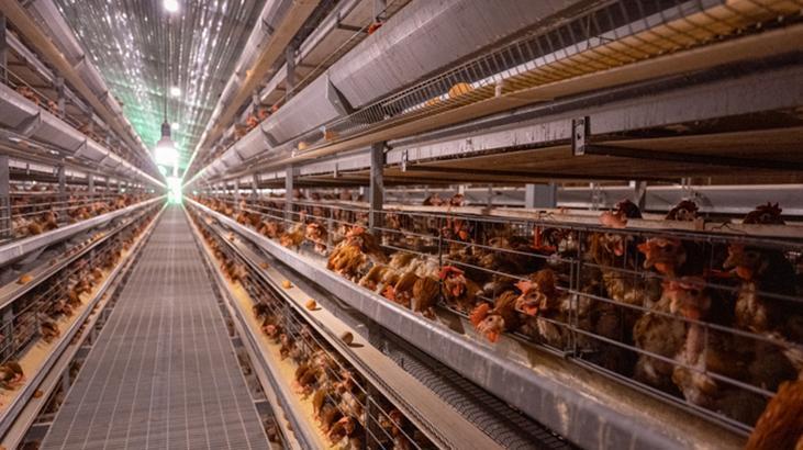 ABD'de 2017'den itibaren ilk H7N9 kuş gribi salgını görüldü