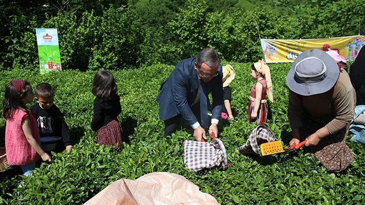 Artvin'de geleneksel çay hasadı etkinliği düzenlendi