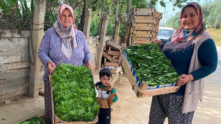 Asma yaprağı ihracatı artıyor