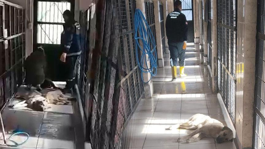 'Barınakta hayvanlar uyutuldu' iddiası! Belediyeden açıklama geldi
