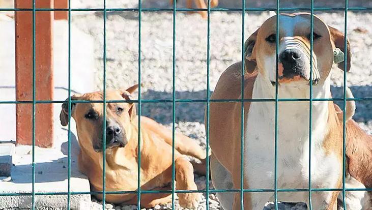 Başıboş sokak hayvanları düzenlemesi... Bakan Yumaklı'dan 5 maddelik açıklama