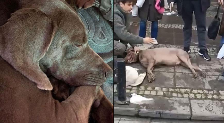 Beşiktaş'ta köpek elektrik akımına kapılıp sahibi ısırmıştı! 'Choko'dan haber var