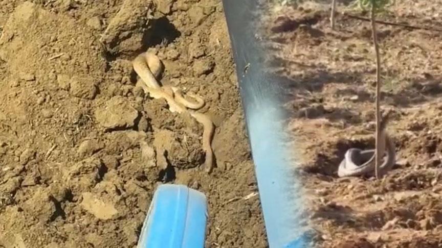 Bir kentte yılan istilası: Yolda ve tarlada görüldüler: Metrelerce uzunlukta...