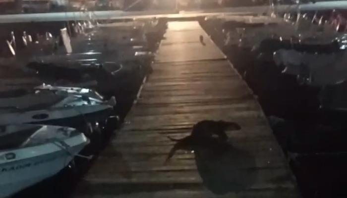 Bursa’da ilginç görüntü! Su samuru, kediyi böyle kovaladı