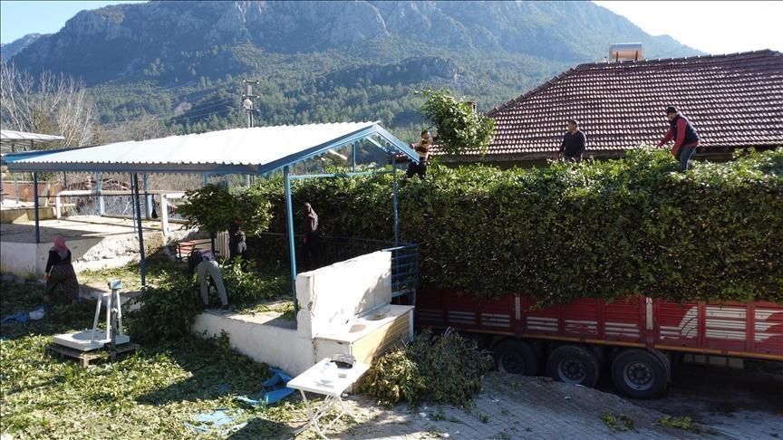 Doğal yetişen defne yaprakları Avrupa'ya ihraç ediliyor