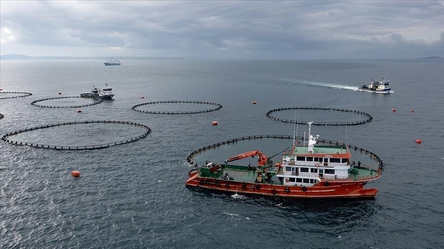 Doğu Karadeniz'in su ürünleri ihracatı arttı