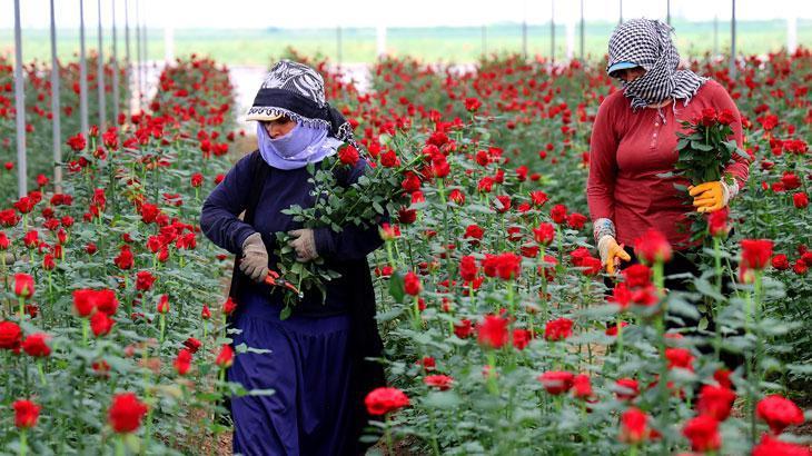 Gül fiyatları dibi gördü: Tanesi 3 lira