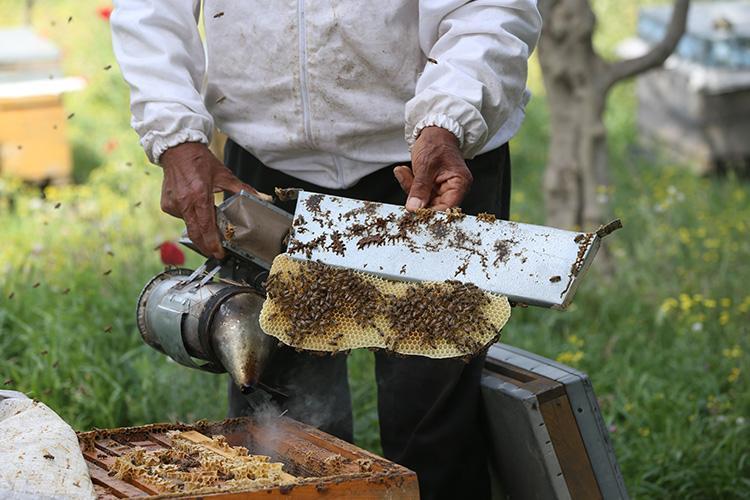 Hatay arısının bal veriminin artırılması için ıslah çalışması yürütülüyor