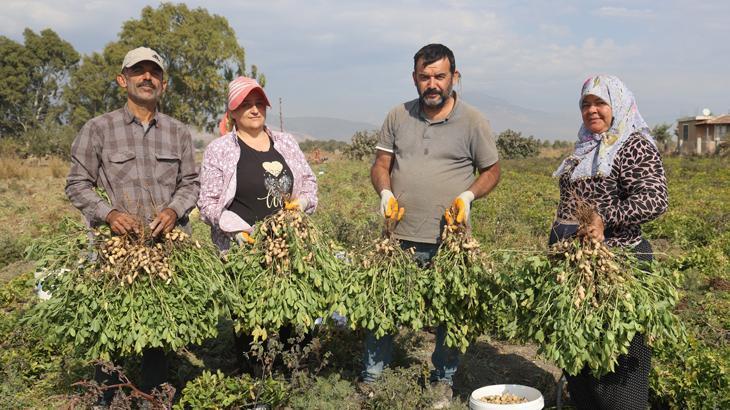 Hatay'da hasat başladı: 'Günde 1000 TL'ye işçi bulamıyoruz'