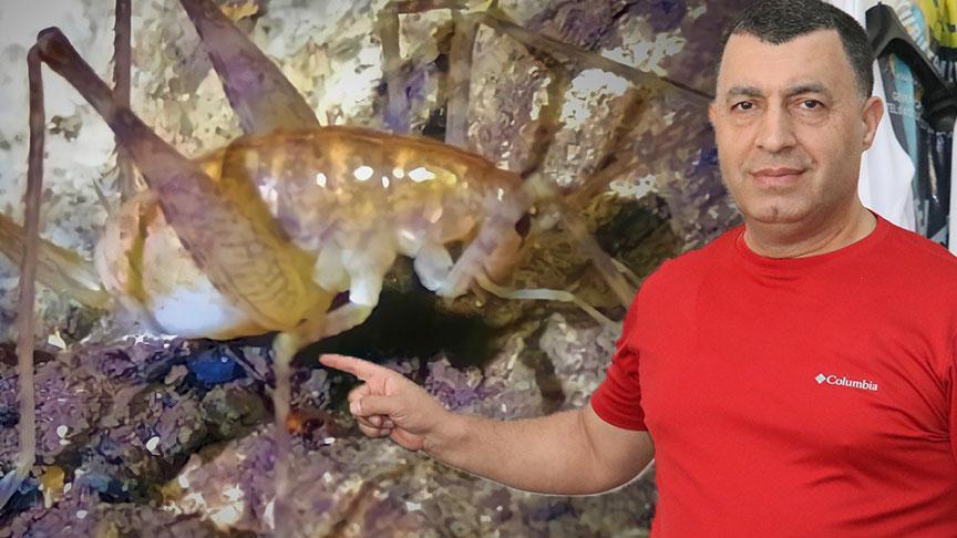 İlginç tür! Diyarbakır’da mağarada keşfedildi: ‘Troglophilus diclensis’