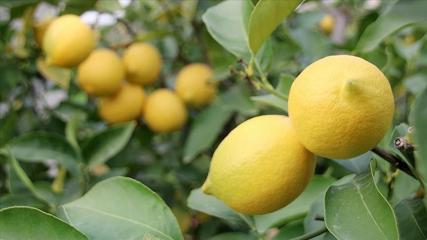 İstanbul’da Nisan ayında en çok limon pahalandı