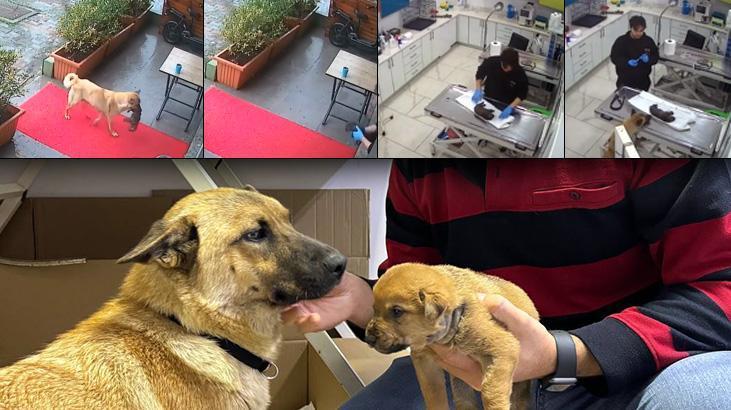 İstanbul'da sahipsiz köpek ölmek üzere olan yavrusunu veterinere getirdi!