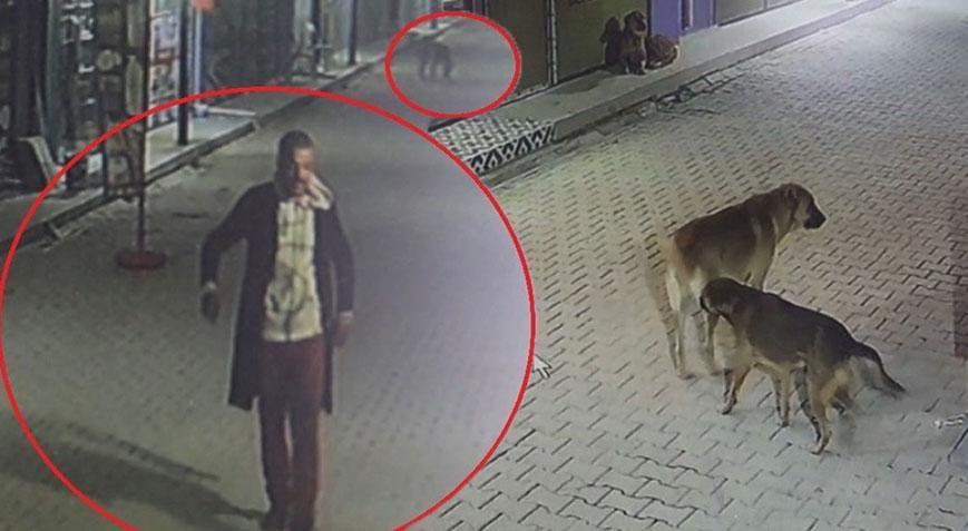 Kedileri 3 sokak köpeğine parçalattığı iddia edilen şüpheli yakalandı