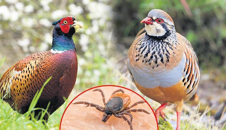 Keneye karşı sülün ve keklik salınıyor