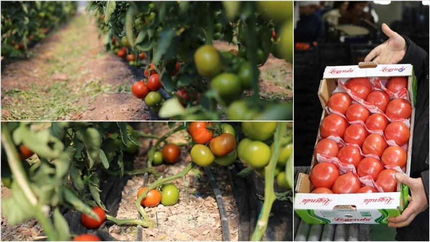 Kumluca ve Finike'nin domateslerini dünya tadıyor