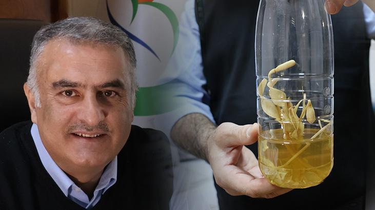 Nermut Dağı'nda keşfetti, eşinin adını verdi: Fritillaria Arzuae