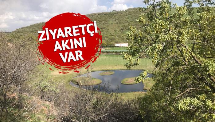 Rüzgarın estiği yöne göre yer değiştiriyor! Ziyaretçi akını 'Böylesiyle karşılaşmak bizi şaşırttı'