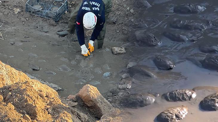 Şanlıurfa'da ilginç görüntü: Bataklığın içinden tek tek topladılar