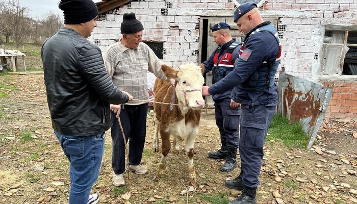 Sinop'ta yaşlı adamın çalınan ineği jandarma ekiplerince Kastamonu'na bulundu