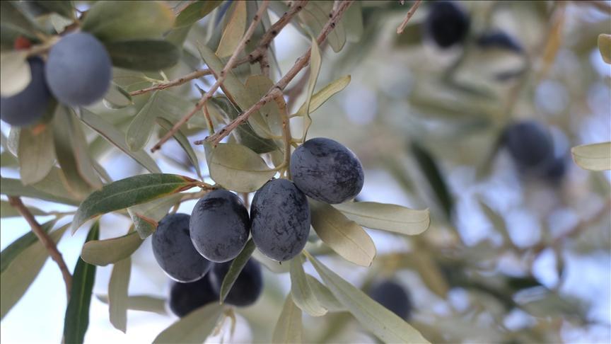 Tekirdağ'da zeytin hasadı devam ediyor