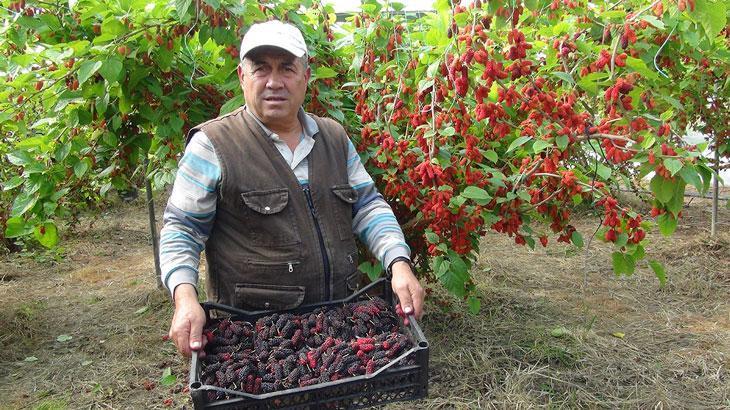 Turfanda yetişen karadutun yüzde 70'i ihraç ediliyor