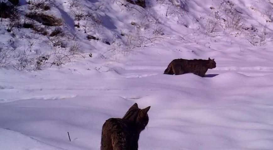 Türkiye'nin gizemli kedisi görüntülendi! İşte fotokapana yansıyan o an