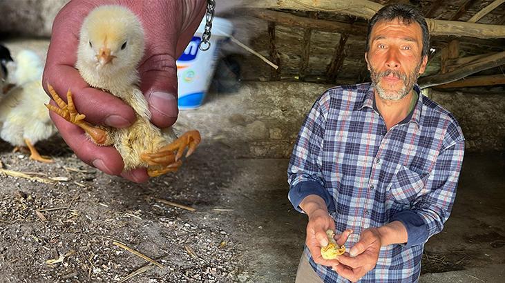 Yer: Çankırı! Yumurtadan çıkan civcivi görenler şaştı kaldı