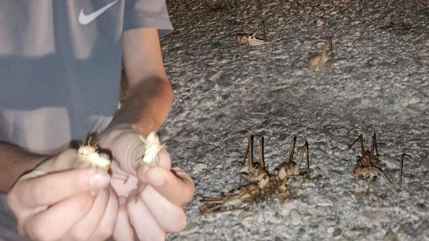 Yüzlercesi bir anda ortaya çıktı! İki şehir istila edildi