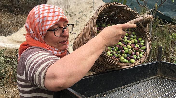  Zeytin hasadı başladı: Günlük 3 bin liraya çalışacak personel bulunamıyor