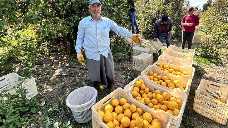 Zirai dondan kurtulan limon bahçede 15 TL'den alıcı buluyor